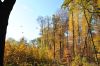 Spadające liście - Park w Goświnowicach